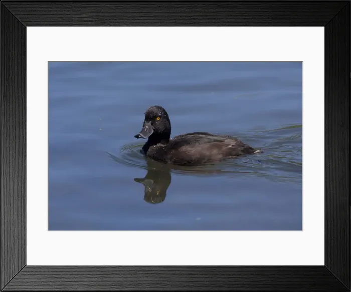 Framed Print : New Zealand Scaup / Black Teal - on the water - Groynes Picnic area - Christchurch - New Zealand Framed Print : New Zealand Scaup / Black Teal - on the water - Groynes Picnic area - Christchurch - New Zealand