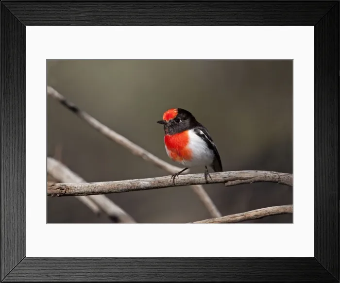 Framed Print : Red-capped Robin - near Mt Liebig, Northern Territory, Australia Framed Print : Red-capped Robin - near Mt Liebig, Northern Territory, Australia