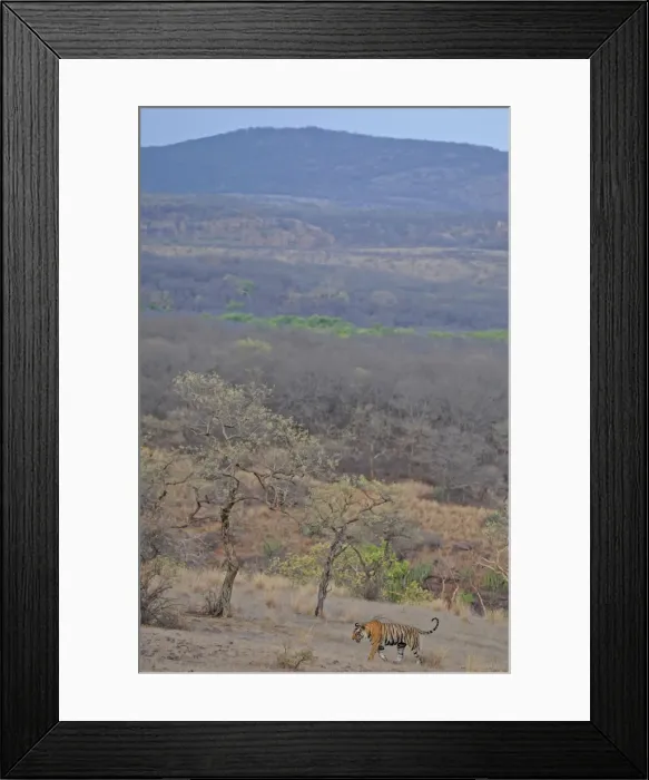 Framed Print : Tiger - in open landscape - Ranthambhore National Park - Rajasthan - India Framed Print : Tiger - in open landscape - Ranthambhore National Park - Rajasthan - India