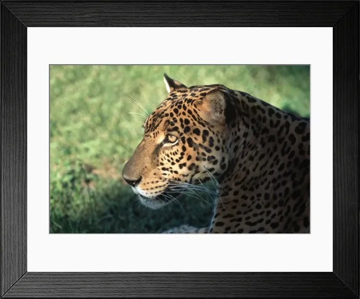 Framed Print : Jaguar FG 12425 Panthera onca © Francois Gohier / ardea. com Framed Print : Jaguar FG 12425 Panthera onca © Francois Gohier / ardea. com