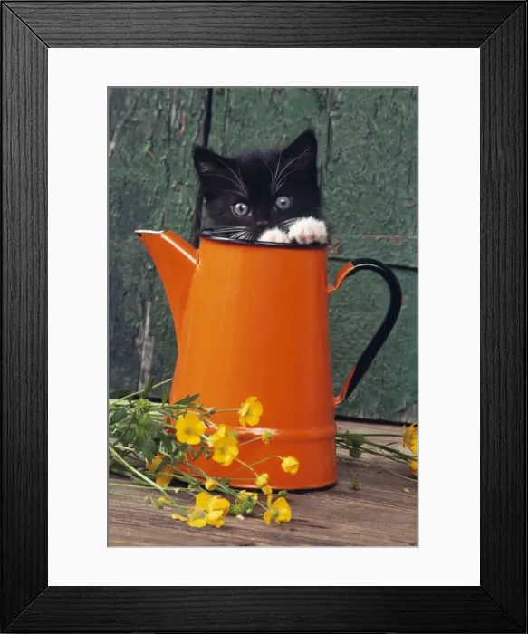 Framed Print : Cat JD 13231E Kitten in orange jug © John Daniels / ardea. com Framed Print : Cat JD 13231E Kitten in orange jug © John Daniels / ardea. com