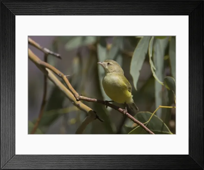 Framed Print : Weebill - in a eucalypt near the Mt Isa city water tanks, Queensland, Australia Framed Print : Weebill - in a eucalypt near the Mt Isa city water tanks, Queensland, Australia