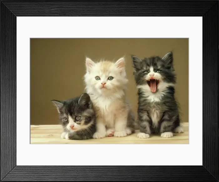 Framed Print : Cat - three kittens - one yawning Framed Print : Cat - three kittens - one yawning