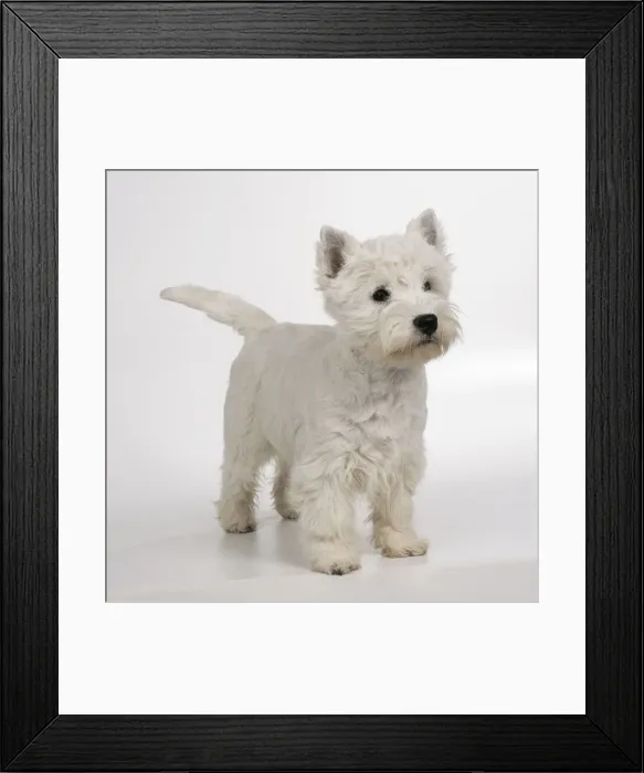 Framed Print : West Highland Terrier Dog JD 16568 © John Daniels / ardea. com Framed Print : West Highland Terrier Dog JD 16568 © John Daniels / ardea. com
