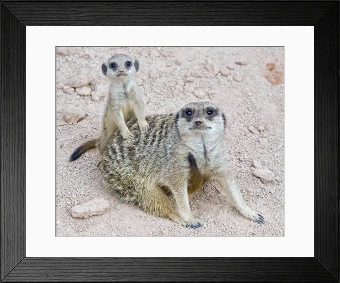 Framed Print : Meerkat / Suricarte - mother and baby Framed Print : Meerkat / Suricarte - mother and baby