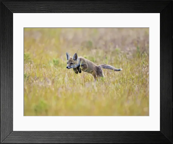 Framed Print : Red Fox - cub running in hayfield - controlled conditions 13095 Framed Print : Red Fox - cub running in hayfield - controlled conditions 13095
