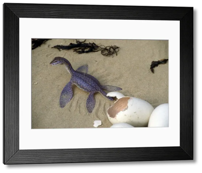 Framed Print : Prehistoric Reconstruction - Hatchling Plesiosaur C. Oxoniensis Late Jurassic Framed Print : Prehistoric Reconstruction - Hatchling Plesiosaur C. Oxoniensis Late Jurassic