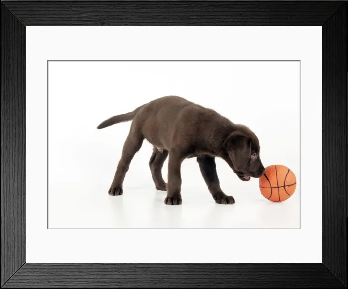 Framed Print : DOG - Chocolate labrador puppy playing with a ball (13 weeks) Framed Print : DOG - Chocolate labrador puppy playing with a ball (13 weeks)