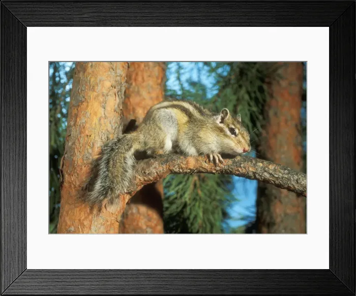 Framed Print : Siberian Chipmunk ANZ 702 On pine tree in forest in North Ural Mountains, Russia. Tamias sibiricus © Andrey Zvoznikov / ardea. com Framed Print : Siberian Chipmunk ANZ 702 On pine tree in forest in North Ural Mountains, Russia. Tamias sibiricus © Andrey Zvoznikov / ardea. com