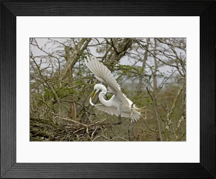Framed Print : Great / Common / American Egret - in flight landing at nest - Louisiana - USA Framed Print : Great / Common / American Egret - in flight landing at nest - Louisiana - USA