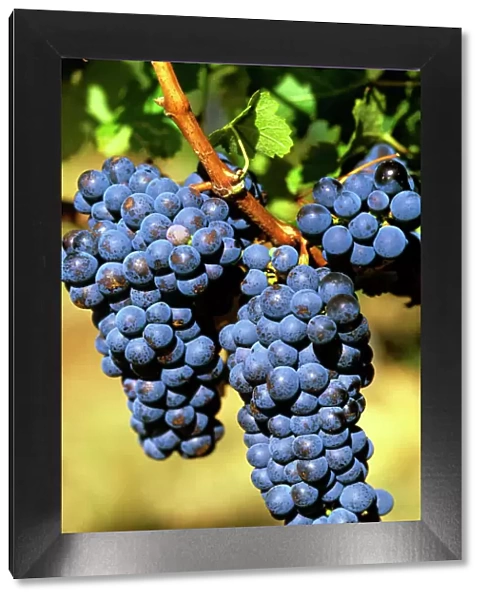 Cabernet grapes Cullen Winery, Margaret River, Western Australia JLR08091