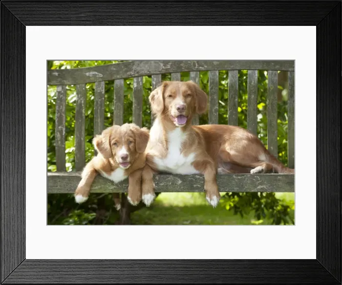 Framed Print : DOG - Nova scotia duck tolling retriever and 12 week old puppy sitting on garden bench Framed Print : DOG - Nova scotia duck tolling retriever and 12 week old puppy sitting on garden bench