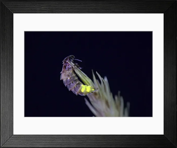 Framed Print : Glow Worm - female - UK Framed Print : Glow Worm - female - UK