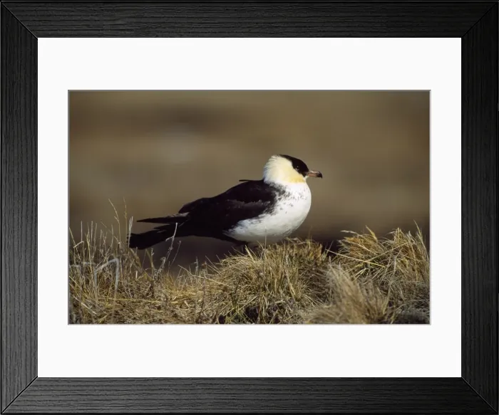 Framed Print : Pomarine Skua Framed Print : Pomarine Skua