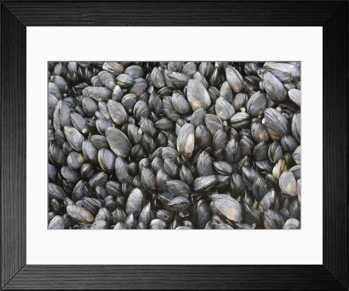 Framed Print : Young Common Mussel exposed at low tide - Brough Head - Orkney Mainland IN000925 Framed Print : Young Common Mussel exposed at low tide - Brough Head - Orkney Mainland IN000925