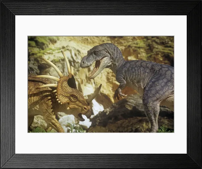 Framed Print : Styracosaurus jousts with an Albertosaurus. Late Cretaceous Framed Print : Styracosaurus jousts with an Albertosaurus. Late Cretaceous