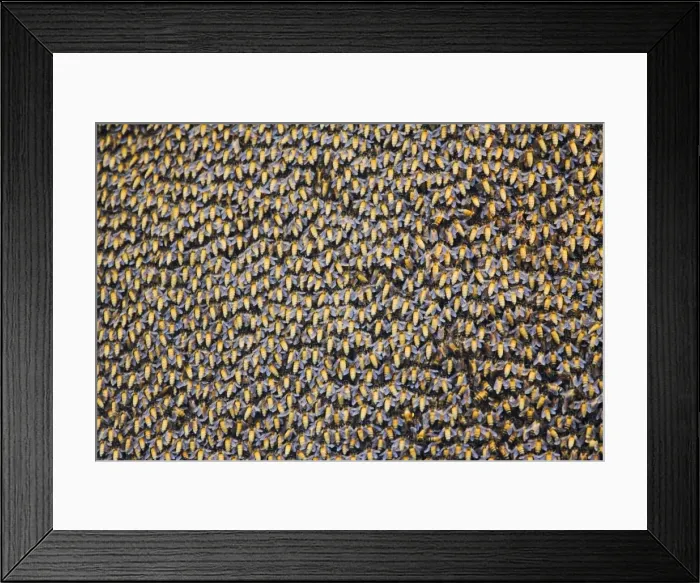 Framed Print : Asiatic / Indian Honeybee - mass - Keoladeo Ghana National Park - Bharatpur - Rajasthan - India IN000769 Framed Print : Asiatic / Indian Honeybee - mass - Keoladeo Ghana National Park - Bharatpur - Rajasthan - India IN000769
