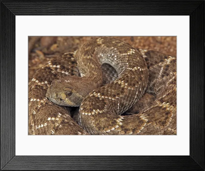 Framed Print : Western Diamond-backed Rattlesnake - emerging from winter hibernation site - March 2011 - Arizona - Sonoran desert Framed Print : Western Diamond-backed Rattlesnake - emerging from winter hibernation site - March 2011 - Arizona - Sonoran desert