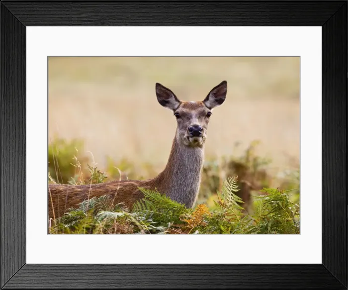 Framed Print : Red Deer - hind - close up -Richmond Park UK 14973 Framed Print : Red Deer - hind - close up -Richmond Park UK 14973