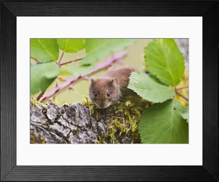 Framed Print : Bank Vole - on log - Bedfordshire UK 14475 Framed Print : Bank Vole - on log - Bedfordshire UK 14475