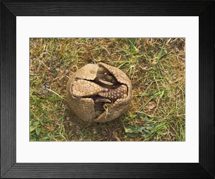 Framed Print : Three Banded Armadillo - opening - sequence 2 of 3 - controlled conditions 12981 Framed Print : Three Banded Armadillo - opening - sequence 2 of 3 - controlled conditions 12981