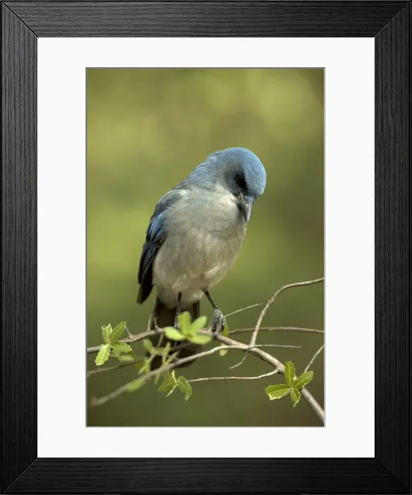 Framed Print : Gray-breasted / Mexican Jay - Arizona - USA Framed Print : Gray-breasted / Mexican Jay - Arizona - USA