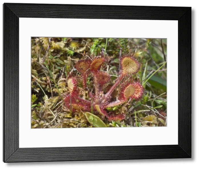 Framed Print : Common Sundew - Insect eating plant - North Uist - Outer Hebrides - Scotland Framed Print : Common Sundew - Insect eating plant - North Uist - Outer Hebrides - Scotland