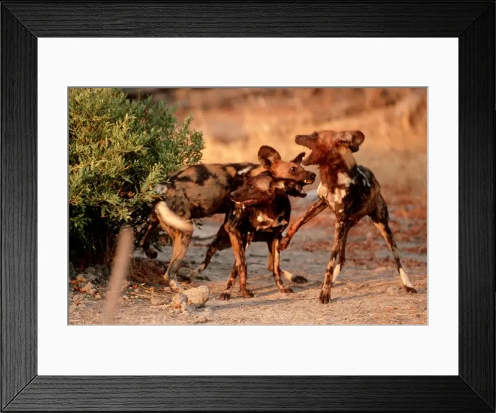Framed Print : African Wild Dogs CRH 473 Males disputing over female - Moremi, Botswana Lycaon pictus © Chris Harvey / ardea. com Framed Print : African Wild Dogs CRH 473 Males disputing over female - Moremi, Botswana Lycaon pictus © Chris Harvey / ardea. com