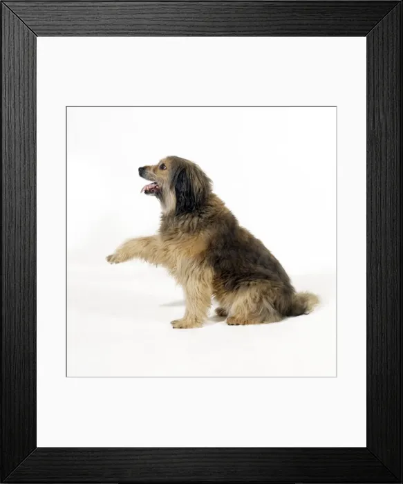 Framed Print : Mongrel Dog - begging Framed Print : Mongrel Dog - begging