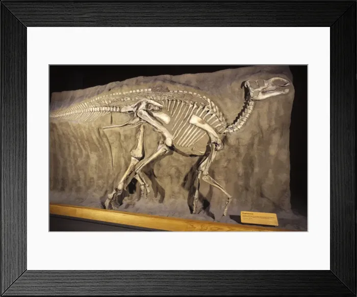 Framed Print : Dinosaurs - Hadrosaurs - (Duck-billed dinosaurs) Late Cretaceous of Dinosaur Provincial Park, Alberta, Canada Display at the Royal Tyrrell Museum of Paleontology, Drumheller, Alberta, Canada CB 771 Framed Print : Dinosaurs - Hadrosaurs - (Duck-billed dinosaurs) Late Cretaceous of Dinosaur Provincial Park, Alberta, Canada Display at the Royal Tyrrell Museum of Paleontology, Drumheller, Alberta, Canada CB 771