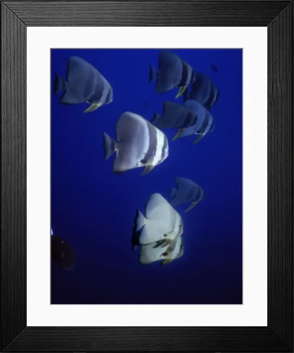Framed Print : Longfin / Round / Teira Batfish CRH 907 Shoal of Batfish - Maldives Platax teira © Chris Harvey / ardea. com Framed Print : Longfin / Round / Teira Batfish CRH 907 Shoal of Batfish - Maldives Platax teira © Chris Harvey / ardea. com
