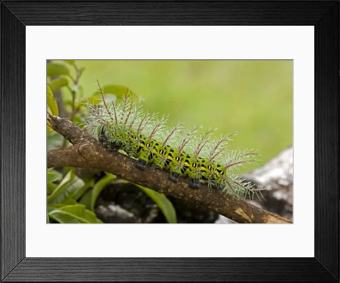 Framed Print : Saturiid moth caterpillar - with urticating(stinging) hairs - Tropical dry forest - Santa Rosa national park - Costa Rica Framed Print : Saturiid moth caterpillar - with urticating(stinging) hairs - Tropical dry forest - Santa Rosa national park - Costa Rica