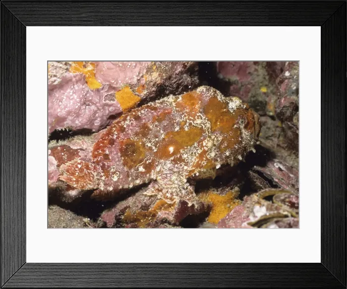 Framed Print : Frogfish. Andaman Sea, Myanmar DWD00636