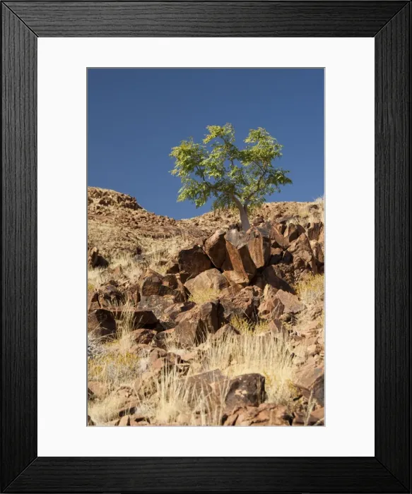 Framed Print : Phatom tree - on hillside - Sossusvlei - Namibia Framed Print : Phatom tree - on hillside - Sossusvlei - Namibia