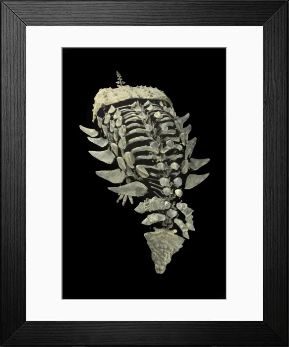 Framed Print : Dinosaurs: Ankylosaurs (Armored dinosaurs) Ankylosaur from the Morrison Formation, Late Jurassic Size skeleton: length 11. 6 ft, H: 32 inches Mount from material excavated at the Mygatt-Moore Quarry, Western Colorado Framed Print : Dinosaurs: Ankylosaurs (Armored dinosaurs) Ankylosaur from the Morrison Formation, Late Jurassic Size skeleton: length 11. 6 ft, H: 32 inches Mount from material excavated at the Mygatt-Moore Quarry, Western Colorado