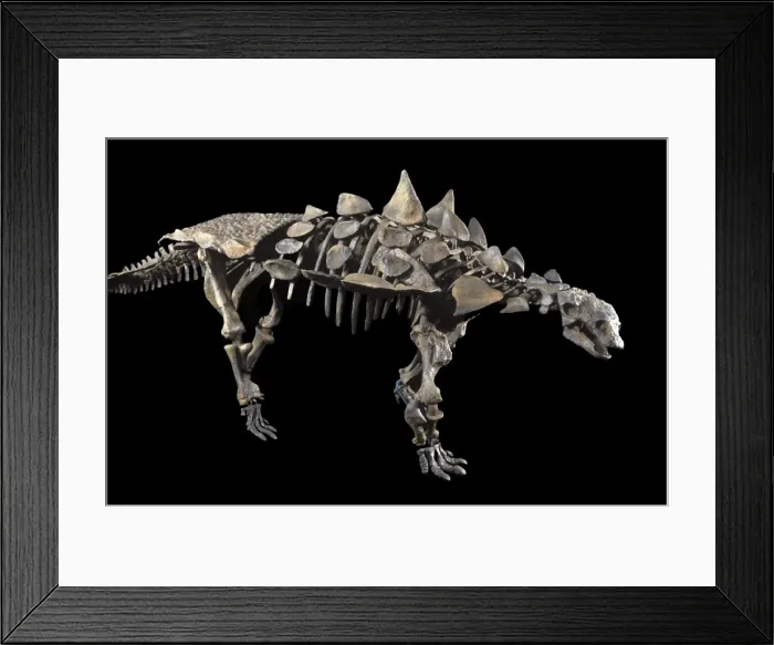 Framed Print : Dinosaurs: Ankylosaurs (armored dinosaurs) Juvenile Ankylosaur (armored dinosaur) of the Lower Cretaceous, Utah, USA Size skeleton: length: 11. 5 ft; H: 41 inches Reconstruction: Robert Gaston, Gaston Design Framed Print : Dinosaurs: Ankylosaurs (armored dinosaurs) Juvenile Ankylosaur (armored dinosaur) of the Lower Cretaceous, Utah, USA Size skeleton: length: 11. 5 ft; H: 41 inches Reconstruction: Robert Gaston, Gaston Design