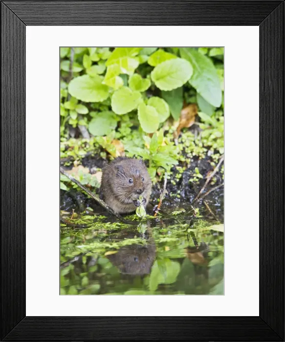 Framed Print : Water Vole - feeding by water - Staffordshire UK 13206 Framed Print : Water Vole - feeding by water - Staffordshire UK 13206