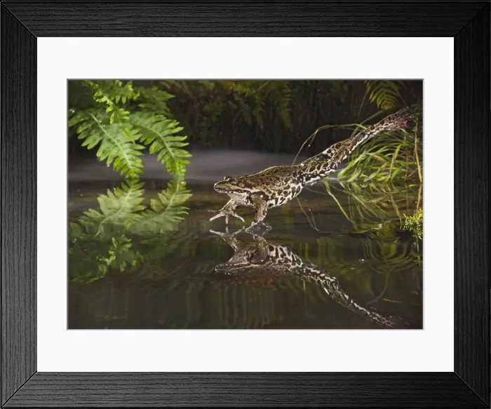 Framed Print : Marsh Frog - jumping into misty pond - controlled conditions 14921 Framed Print : Marsh Frog - jumping into misty pond - controlled conditions 14921