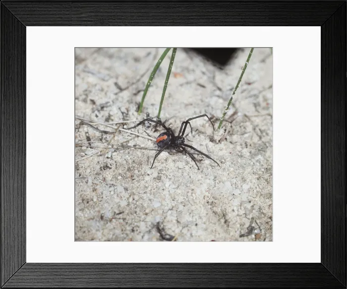 Framed Print : Red Backed / Redback Spider Very venemous Australia Framed Print : Red Backed / Redback Spider Very venemous Australia