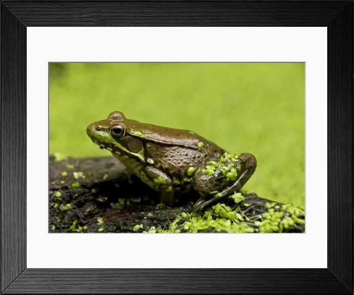 Framed Print : Green Frog - in duckweed - New York - USA Framed Print : Green Frog - in duckweed - New York - USA