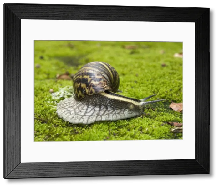Framed Print : Giant African Land / Elegant Agate Snail - one of many Achatina species which are invasive pests of agricultural crops and flower gardens - this species occurs in Zimbabwe and South Africa - Grahamstown - Eastern Cape - South Africa Framed Print : Giant African Land / Elegant Agate Snail - one of many Achatina species which are invasive pests of agricultural crops and flower gardens - this species occurs in Zimbabwe and South Africa - Grahamstown - Eastern Cape - South Africa