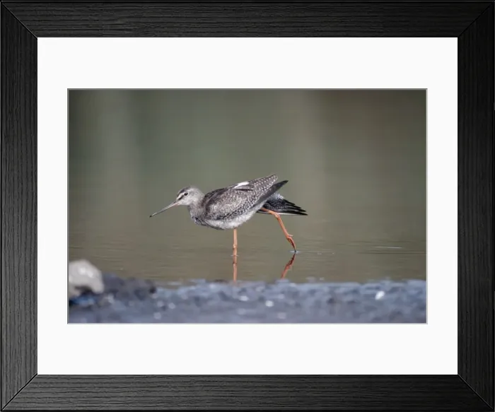 Framed Print : Spotted Redshank CK 0787 Standing in water Tringa Erythropus © Chris Knights / ardea. com Framed Print : Spotted Redshank CK 0787 Standing in water Tringa Erythropus © Chris Knights / ardea. com