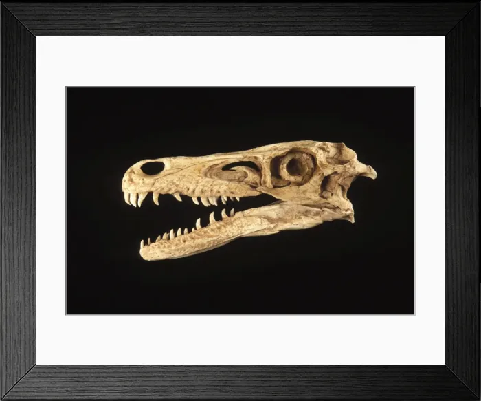 Framed Print : Dinosaurs: Velociraptor skull Skull, L: 8 3 / 4 inch (22 cm) Late Cretaceous, Djadochta Formation, Mongolia. Cast of an original skull; specimen Courtesy Gaston Design; Framed Print : Dinosaurs: Velociraptor skull Skull, L: 8 3 / 4 inch (22 cm) Late Cretaceous, Djadochta Formation, Mongolia. Cast of an original skull; specimen Courtesy Gaston Design;