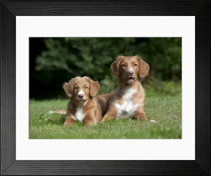 Framed Print : DOG - Nova scotia duck tolling retriever and 12 week old puppy Framed Print : DOG - Nova scotia duck tolling retriever and 12 week old puppy