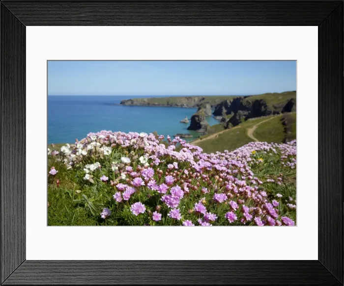 Framed Print : Thrift - in flower - spring - Bedruthan Steps, Cornwall, UK Framed Print : Thrift - in flower - spring - Bedruthan Steps, Cornwall, UK