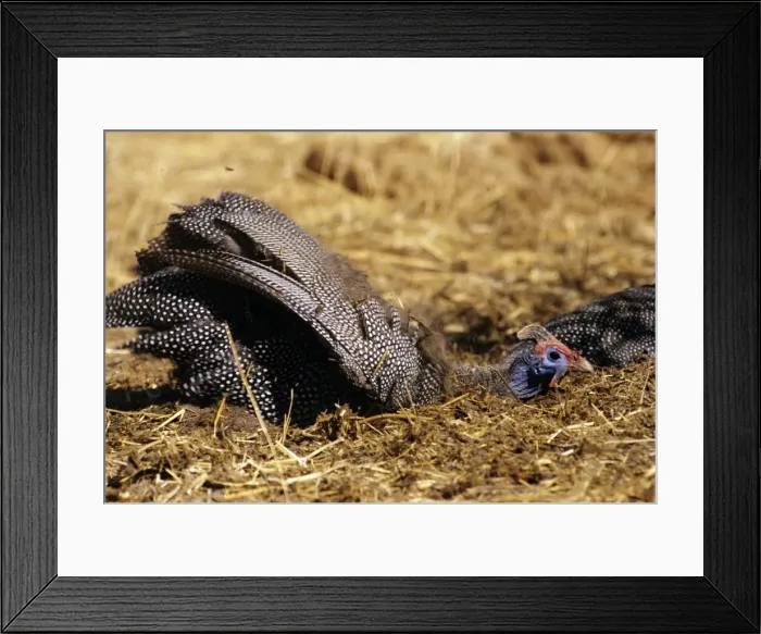 Framed Print : Helmeted Guineafowl - in Elephant dung - Botswana Framed Print : Helmeted Guineafowl - in Elephant dung - Botswana