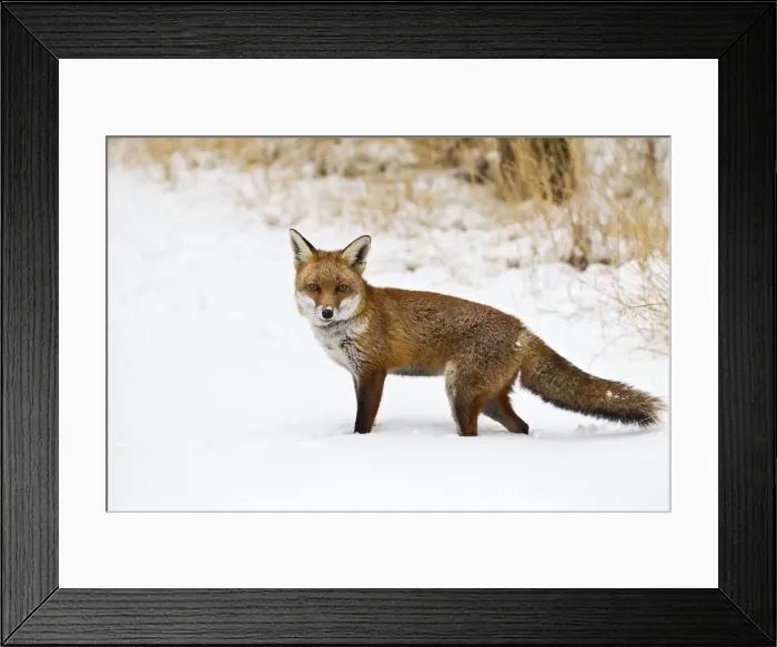 Framed Print : Red Fox - in snow - controlled conditions 15444 Framed Print : Red Fox - in snow - controlled conditions 15444