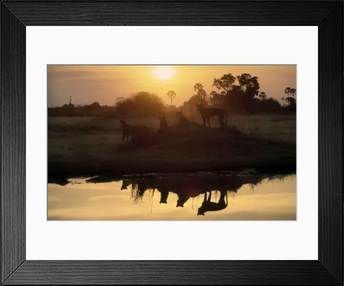 Framed Print : Lions CRH 980 At waterhole at sunrise Moremi, Botswana Panthera leo © Chris Harvey / ardea. com Framed Print : Lions CRH 980 At waterhole at sunrise Moremi, Botswana Panthera leo © Chris Harvey / ardea. com