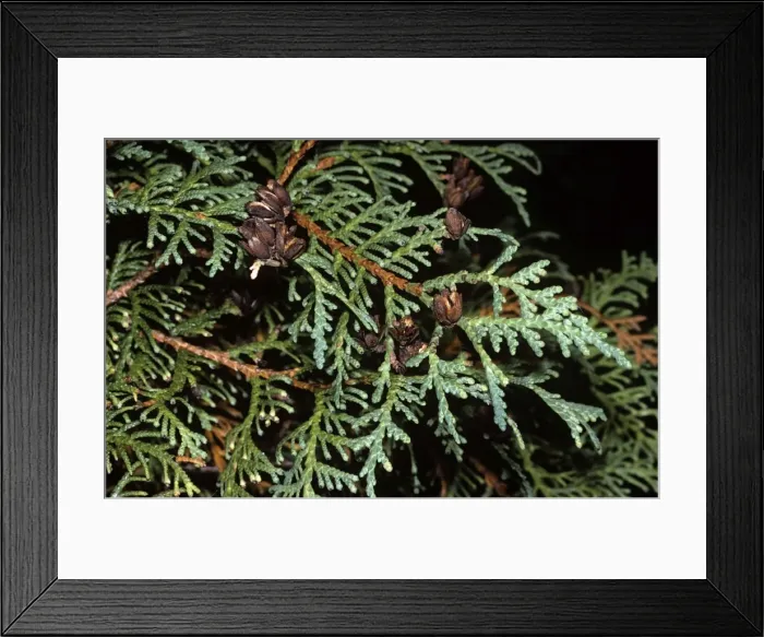 Framed Print : Cedar - Eastern Arbor-Vitae Framed Print : Cedar - Eastern Arbor-Vitae