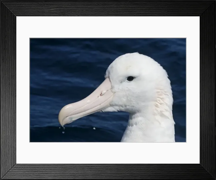 Framed Print : Gibson's Albatross - offshore from Kaikoura, South Island, New Zealand. Some authorities consider Gibson's Albatross to be a subspecies of the Wandering Albatross so Diomedea exulans gibsoni Framed Print : Gibson's Albatross - offshore from Kaikoura, South Island, New Zealand. Some authorities consider Gibson's Albatross to be a subspecies of the Wandering Albatross so Diomedea exulans gibsoni